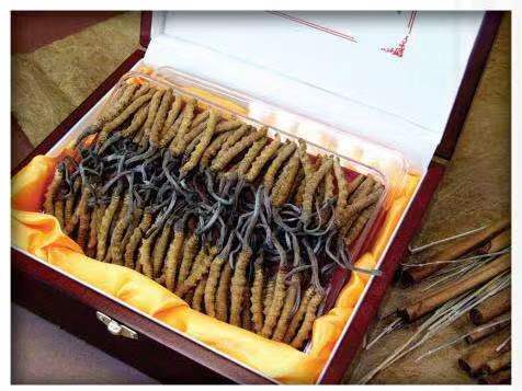 罗定冬虫夏草回收